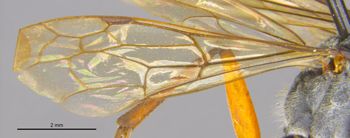 Media type: image;   Entomology 26664 Aspect: Wing front